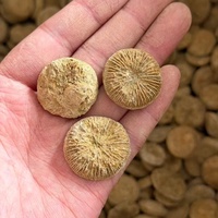 Fossile d'ammonite de Madagascar, spécimen de coquille brute, pierre de guérison, pierre de richesse Feng Shui, ornement de table pour la décoration intérieure