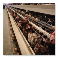 Nouvelle cage à oiseaux à 5000 couches, structure simple, acier galvanisé à chaud, longue durée de vie, élevage de volailles, poulailler