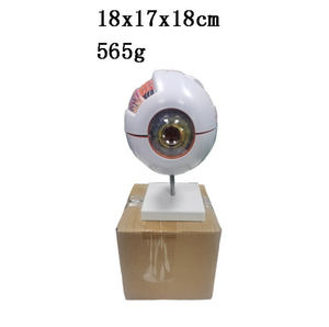 Modèle d'œil agrandi 6 fois pour l'enseignement en <span class=keywords><strong>ophtalmologie</strong></span>, fabriqué par Yulin Medical Science, populaire en usine, YL-03017 Henan - Product Image 5