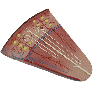 Мини-сечение почек, набор моделей нефрона и клубочков-с надпочечниками, подставка на основании - Product Image 4