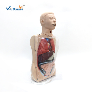 Modèle de mannequin d'entraînement pour infirmières, modèle de torse d'anatomie humaine, modèle transparent de lavage gastrique, modèle anatomique d'enseignement du torse - Product Image 6