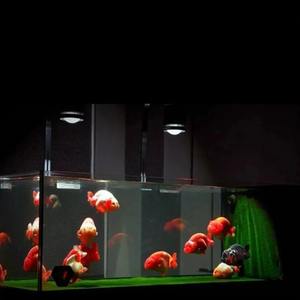 <span class=keywords><strong>MAYIN</strong></span> Súper Color 100W 220V Lámpara LED Sumergible para Acuario de Agua Dulce, Realza el Color de Peces Dorados y Plantas, Previene Algas - Product Image 4