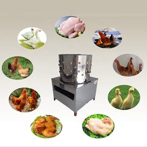 Nuevo Original automática desplumado de sacrificio equipo de acero inoxidable pluma removedor de pollo máquina desplumadora/ - Product Image 5