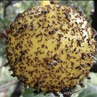 Piège à mouches rectangulaire jaune collant jetable et étanche pour l'extérieur, attrape-mouches à fruits, lutte antiparasitaire de jardin, longue durée (>480)