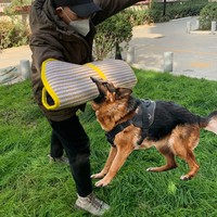 Alman Çoban Köpekleri, Rottweilerler ve Diğer Büyük Irklar için Köpek Eğitim Eldiveni Seti - Kalınlaştırılmış Dayanıklı Isırmaya Dayanıklı Eğitim Yardımcısı