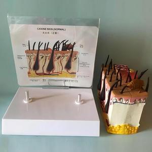 แบบจำลองกายวิภาคผิวหนังสุนัข แบบปกติและแบบผิวหนังเป็นโรค สำหรับ<span class=keywords><strong>การ</strong></span>สอนโรคผิวหนังสัตว์ - Product Image 3