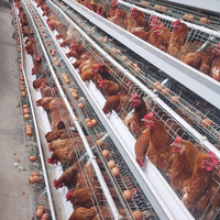 Nouvelle cage à poulets de type 3/4 étages en acier galvanisé à chaud, capacité de 10 000 poulets pour l'élevage avicole