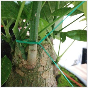 ลวดผูกต้นไม้ยี่ห้อ Yili Hardware Garden ขนาด 50 ม. 100 ม. ทำจาก PP สำหรับจัดสวนและทำสวนในบ้าน - Product Image 2