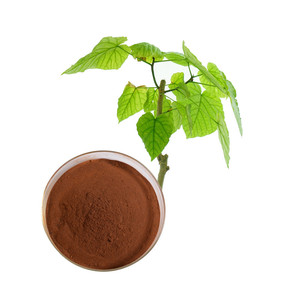 Morus Alba ผงใบหม่อนบริสุทธิ์1-Deoxynojirimycin 1-DNJ 1% -10% <span class=keywords><strong>3</strong></span>สารสกัดจากใบหม่อนสีขาวสำหรับการดูแลสุขภาพเครื่องสำอาง - Product Image 1