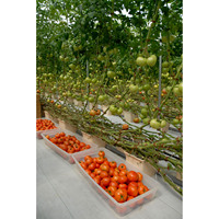 Grande serre en verre personnalisée pour l'agriculture en plein air avec système hydroponique pour une culture efficace des légumes