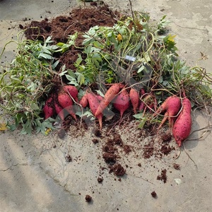 Macetas de cultivo de tela de aireación tejida PP mejorada HOKBG, fáciles de levantar, tamaño pequeño, batata, 20 galones, 80L, bolsas de cultivo con asas - Product Image 3
