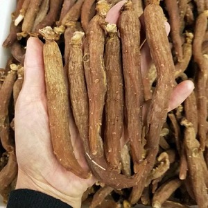 Fábrica fornecer diretamente Changbai montanha <span class=keywords><strong>ginseng</strong></span> vermelho Whole <span class=keywords><strong>Panax</strong></span> <span class=keywords><strong>Ginseng</strong></span> <span class=keywords><strong>Root</strong></span> - Product Image 6