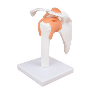 Modelo de articulación de <span class=keywords><strong>hombro</strong></span> de <span class=keywords><strong>esqueleto</strong></span> anatómico <span class=keywords><strong>humano</strong></span> de tamaño real con ligamentos - Product Image 2