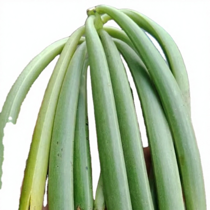 High Grade Aromatic Dried Vanilla Beans