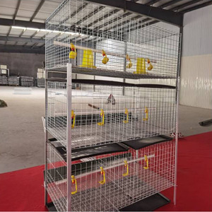 Sistema de Gaiolas de Bateria Automático para Aves Direto da Fábrica Tipo H, Aviário de Aço para Frangos de Corte e Poedeiras, Condição Novo/Usado - Product Image 5