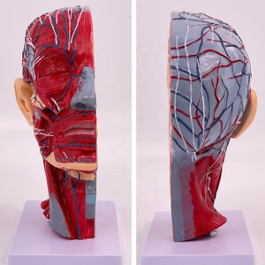 แบบจำลองกายวิภาคศาสตร์ศีรษะมนุษย์ ขนาดเท่าของจริง โพรงจมูก คอ สมอง กายวิภาคศาสตร์ ทำจาก PVC โครงสร้างร่างกายมนุษย์ที่ละเอียดอ่อน สำหรับการศึกษาในห้องเรียนและการวิจัย - Product Image 4