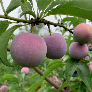 Ceri Plum Alami Lezat Segar 20kg Ciruela Berkualitas Tinggi Pilihan Buah Manis Sehat