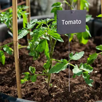 Fabrik Großhandel natürliche schwarze Schiefer Pflanze Etikett Tag Schiefer Pflanze Etiketten für draußen Garten wetterfeste Tag Pflanzen Marker
