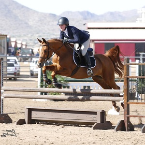 Equestrian Equipment Set Metal Frames Adjustable Height Durable Direct From Factory Horse Fast Delivery <strong>Show</strong> <strong>Jumps</strong> - Product Image 2