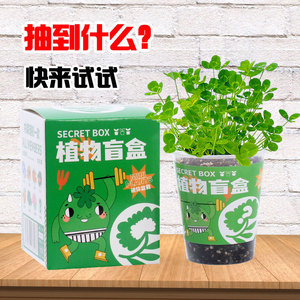 Boîte secrète de plantes en pot miniature pour enfants, kit de culture intérieur, cadeau de verdure pour le bureau - Product Image 3