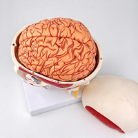 Modèle de crâne humain coloré SCIEDU avec colonne cervicale et cerveau détachable, modèle anatomique médical pour l'enseignement