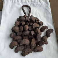 Kerincingan Cangkang Kacang Dark Moonin 24 atau 50 Buah Penggetar Biji Alami untuk Efek Suara Relaksasi, Rekaman ASMR, dan Meditasi