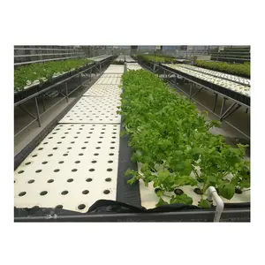 Greenhouse Soilless Planting DFT Hydroponics Growing System Aquaponics Farm