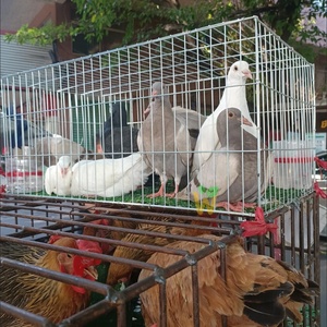 Accessoires pour cage à perroquets, cage à oiseaux, cage à pigeons, jaulas para palomas, petite cage à oiseaux - Product Image 4