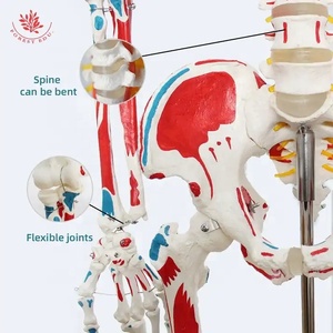 Modelo de músculo de color de cuerpo <span class=keywords><strong>entero</strong></span> <span class=keywords><strong>humano</strong></span>, modelo de <span class=keywords><strong>esqueleto</strong></span> de columna vertebral Flexible, modelo de <span class=keywords><strong>esqueleto</strong></span> <span class=keywords><strong>humano</strong></span> médico de enseñanza - Product Image 6