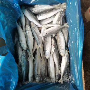 Pescado al por Mayor IQF, Bacalao Redondo para Dar Es Salaam - Product Image 5