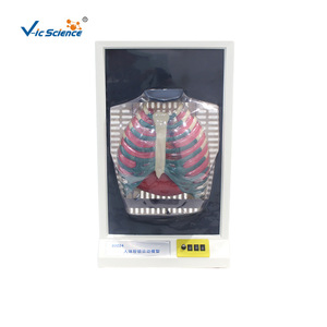 Modelo eléctrico de respiración humana, demostración dinámica de respiración de pecho y pulmones, material didáctico para el aula de biología. - Product Image 1