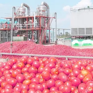 Conserve di pasta di pomodoro impianto di lavorazione/marmellata di pomodoro linea di produzione frutta in legno cassa d'argento su misura frutta macchina per l'imballaggio