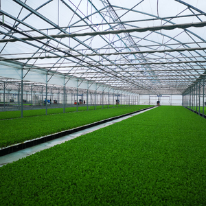 Serre agricole multi-travées à structure en acier galvanisé, film PE résistant aux UV avec gouttière et ventilation - Product Image 2