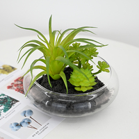Tanaman Sukulen Bonsai Mini Ukuran Grosir, Tanaman Artifisial Berkualitas Tinggi, Pot Bunga Kaca dan Plastik, Dekorasi Tanaman Pot