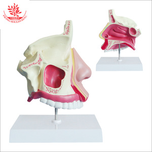 Modelo sagital de cavidad nasal humana normal, comunicación médico-paciente en otorrinolaringología, escuela de medicina de educación superior - Product Image 1