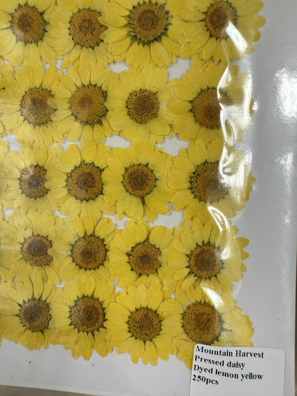 Tinto giallo limone 12 pezzi/borsa