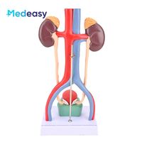 Modelo de Sistema Urinario estereoscópico 3D humano con modelo de anatomía de riñón de vena arterial