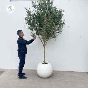 Grand olivier artificiel en plastique de 260 cm, à feuillage persistant, pour la décoration de <span class=keywords><strong>jardin</strong></span> et d'intérieur, résistant, décoration d'anniversaire - Product Image 6