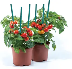 Wholesale Funny Sturdy 12in Green Bamboo Plant Stakes And Wooden Sign Posting Garden Sticks For Floral Plant Support