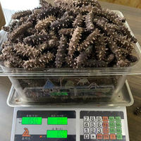 Meilleures ventes de fruits de mer frais de haute qualité naturels séchés au soleil Concombre de mer Apostichopus Japonicus Dragon de mer séché 1KG Emballage OEM