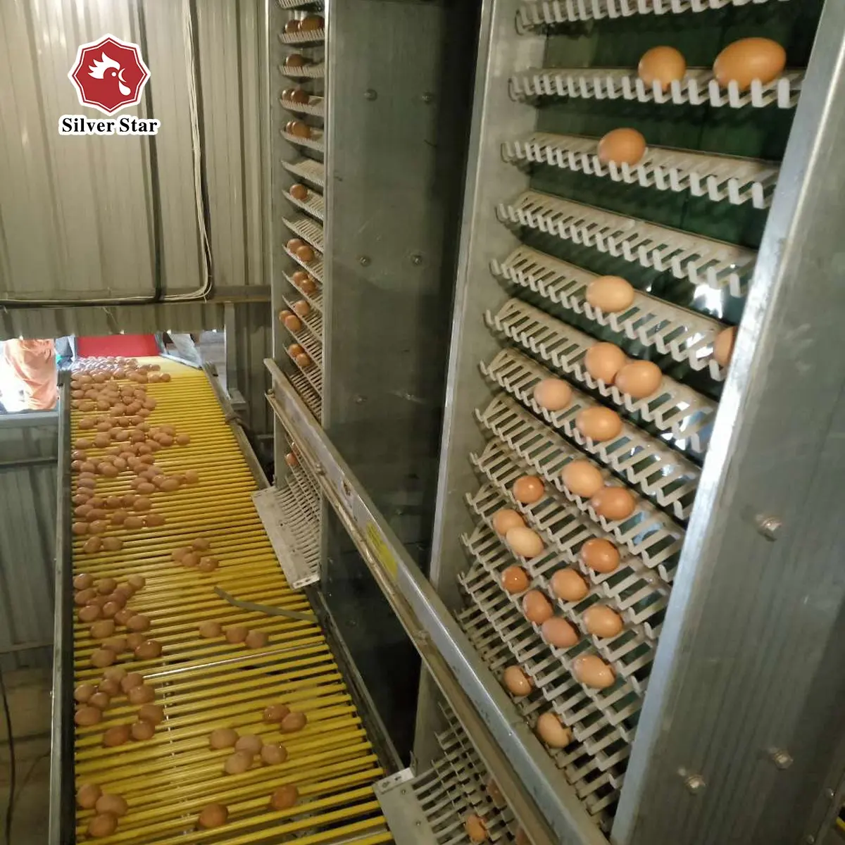 Cinghia di trasporto delle uova di gallina del trasportatore della gabbia del pollo di automazione di vendita calda per l'articolo su ordinazione della gabbia del pollame