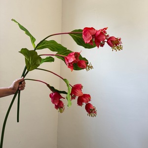Flor Artificial Colgante de Medinilla <span class=keywords><strong>Magnifica</strong></span> Rosa de 120 cm para Decoración de Bodas y Hogar - Product Image 3