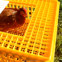 Caisse de transport pour volailles vivantes YYX LMC01, boîtes à canards, cage de transport pliable en plastique, cage de transport pour poulets en plastique