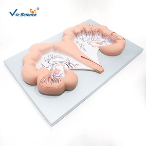 Modèle d'utérus de porc, Vic Education, modèle pédagogique médical et biologique - Product Image 3