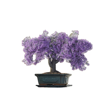 Kit de démarrage d'arbre bonsaï d'intérieur avec outils <span class=keywords><strong>cadeau</strong></span> de <span class=keywords><strong>jardinage</strong></span> domestique en fibre pour femmes et hommes - Product Image 1