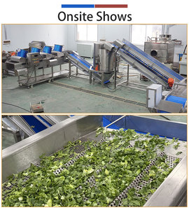 Essoreuse à légumes commerciale 500-800 kg/h, sécheuse à salade et légumes à feuilles, machine de déshydratation de légumes - Product Image 5