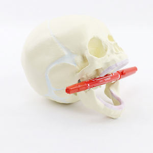 미니 사이즈 유아 두개골 모델 태아 의료 인간 두개골 해부학 모델 현실적인 인간 두개골 모델 - Product Image 3