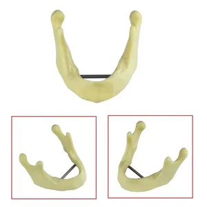 Modelo Dental de Práctica de Implantes, Modelo de Enseñanza de Dientes, Herramienta de Demostración para Entrenamiento Educativo, Modelo de Simulación de Hueso de Mandíbula Inferior - Product Image 5