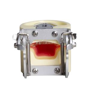 Modelos Dentales de Dientes Deciduos para Niños, Equipos y Accesorios de Práctica de Enseñanza Oral, Instrumentos y Materiales de Odontología - Product Image 1