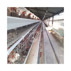 Diseño de dibujo Granja avícola Capa Jaulas de batería de pollo para 5000 capas
